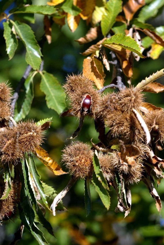 Produção de castanha com aumento entre 25 e 30% este ano