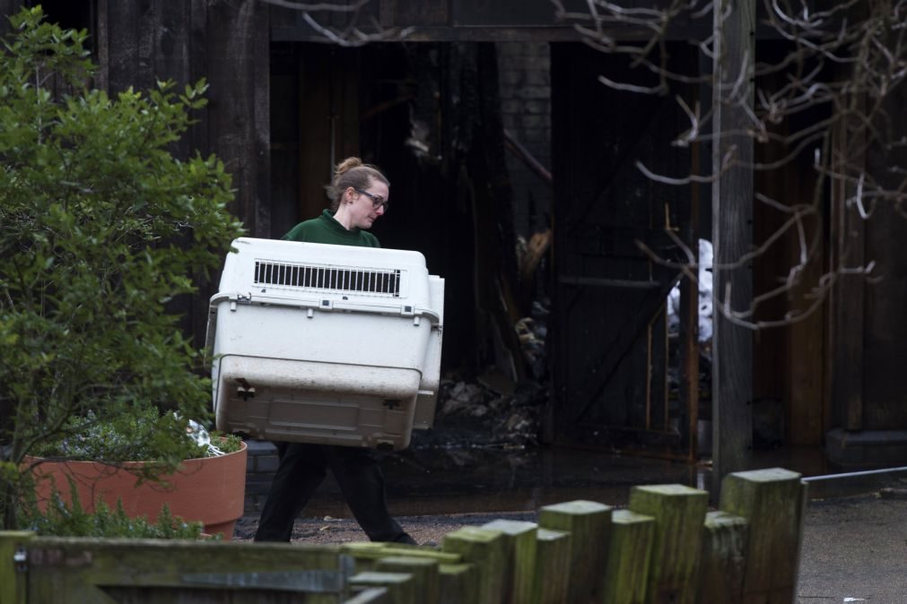 Oito pessoas assistidas e um animal morto em incêndio no Zoo de Londres