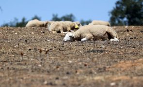 Doença da língua azul 'ganha terreno' no Alentejo e dizima rebanhos