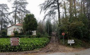 Mata do Bussaco é a primeira floresta terapêutica da Península Ibérica