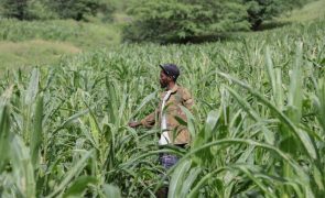 Relatório agrícola indica aumento de produção de milho e feijão em Cabo Verde