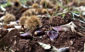 Produção de castanha com quebra de 80% na ilha Terceira devido a pragas e doenças