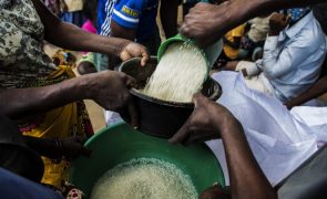 Angola produz 40 mil toneladas de arroz e importa 15 vezes mais