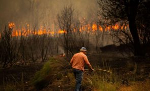 Incêndios: Área ardida de mais de 136 mil ha foi a terceira maior na década - ICNF