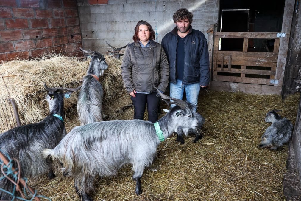 Lesados dos fogos na região de Viseu com apoio de amigos e voluntários esperam ajuda do Estado