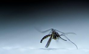 Instituto alerta para maior concentração de mosquitos invasores em Faro e Lisboa