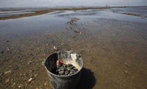 GNR apreende em Alcochete mais de 2.400 quilos de bivalves por falta de rastreabilidade