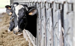 Portugal sem risco de ter leite infetado pelo vírus da gripe das aves