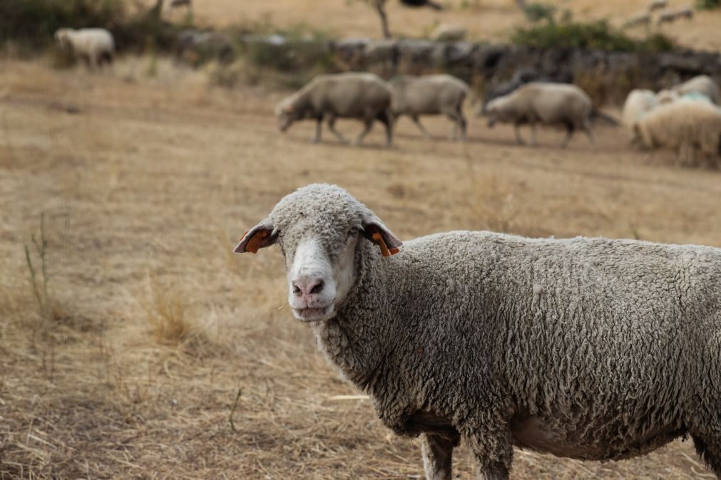 Novo serotipo da língua azul foi detetado em Portalegre