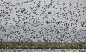 Vidros e superfícies espelhadas são uma ameaça fatal para as aves