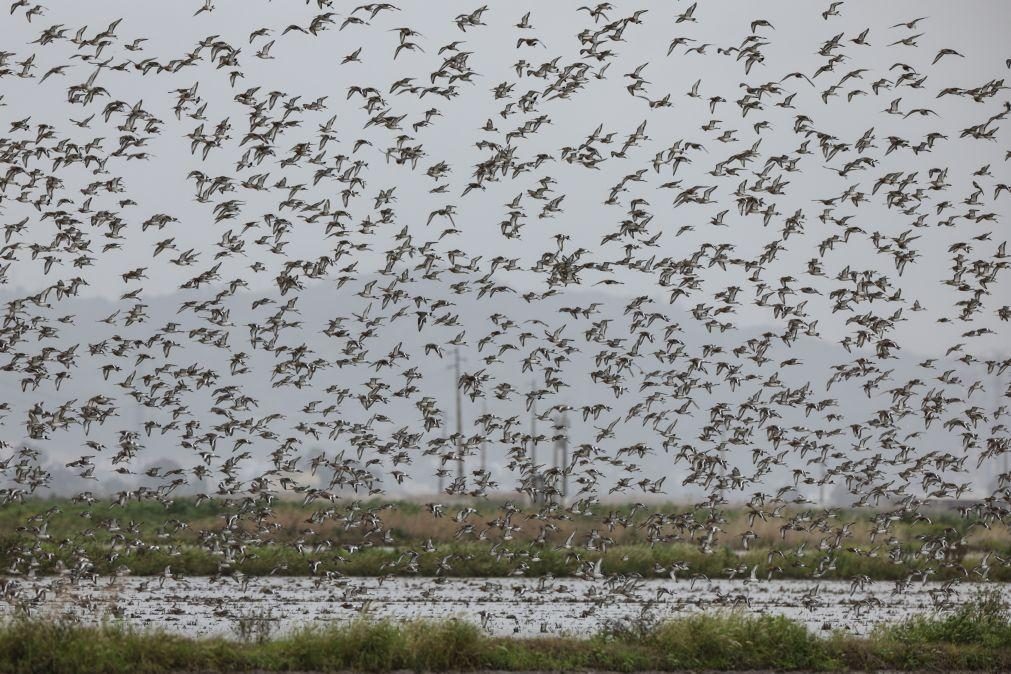 Vidros e superfícies espelhadas são uma ameaça fatal para as aves