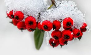 Previsão do tempo para quinta-feira, 12 de dezembro