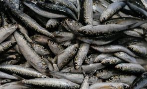 Pesca da sardinha nas águas ibéricas não deve ultrapassar 40.073 toneladas em 2025