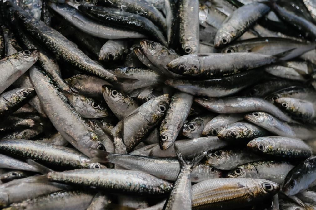 Pesca da sardinha nas águas ibéricas não deve ultrapassar 40.073 toneladas em 2025