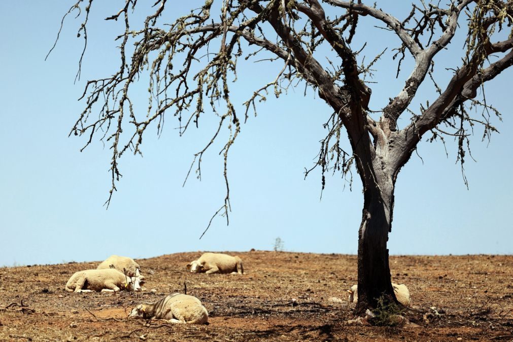 Novembro foi o mais quente dos últimos 94 anos em Portugal