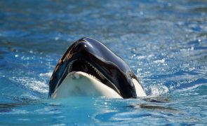 Maior parque marinho da Europa encerrou hoje e procura destino para duas orcas