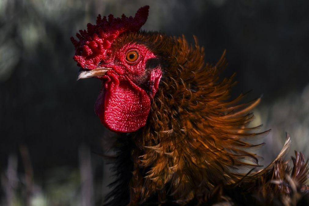 Gripe das aves detetada numa exploração de galinhas em Lisboa