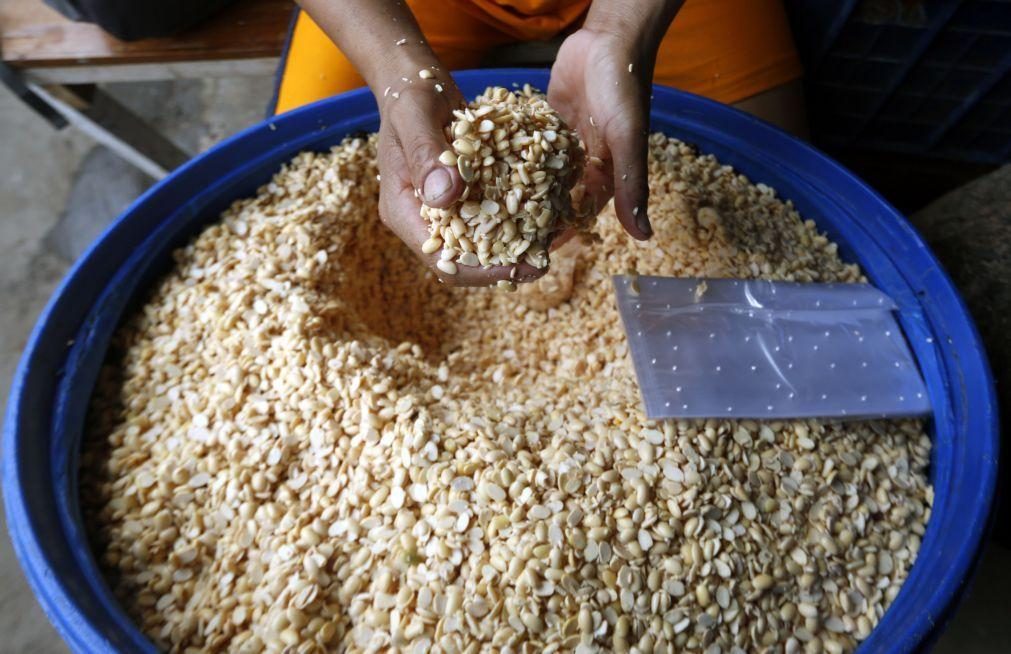 Brasil prevê crescimento de 10,2% da colheita de cereais este ano face a 2024