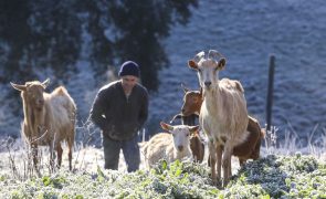 Faltam cabras e pastores nas terras da chanfana