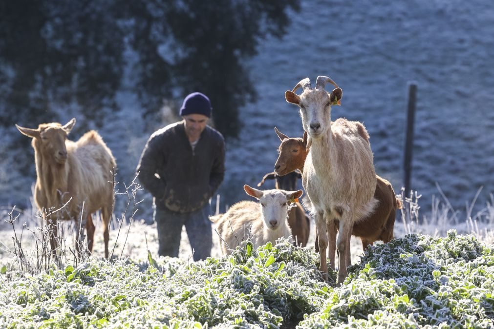 Faltam cabras e pastores nas terras da chanfana