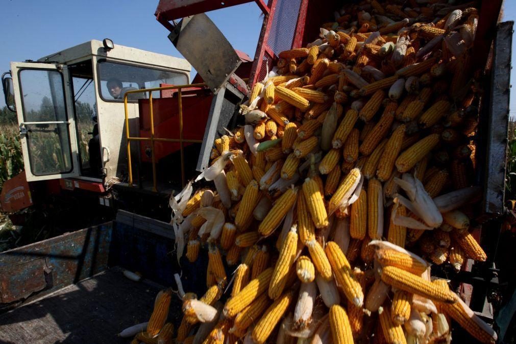 Governo do Malaui com ajuda do PAM importa 48 mil toneladas de milho para colmatar fome