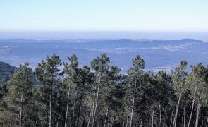 Pinheiro-bravo resiste em algumas zonas 25 anos após chegada do nemátodo