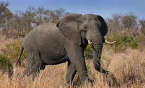 Turista morre após ataque de elefante em safari na África do Sul