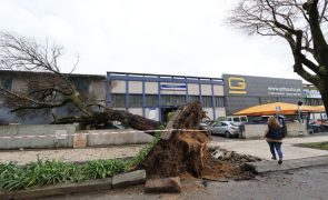 Escola Gonçalves Zarco em Matosinhos evacuada devido a queda de árvore