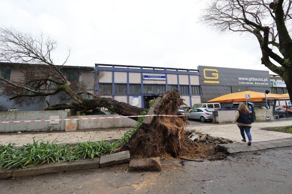 Escola Gonçalves Zarco em Matosinhos evacuada devido a queda de árvore