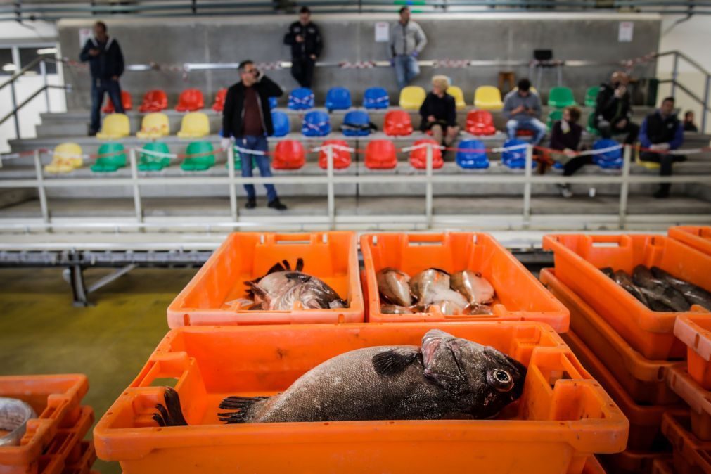 Preço médio do pescado nas lotas cresce 5,4% em 2024