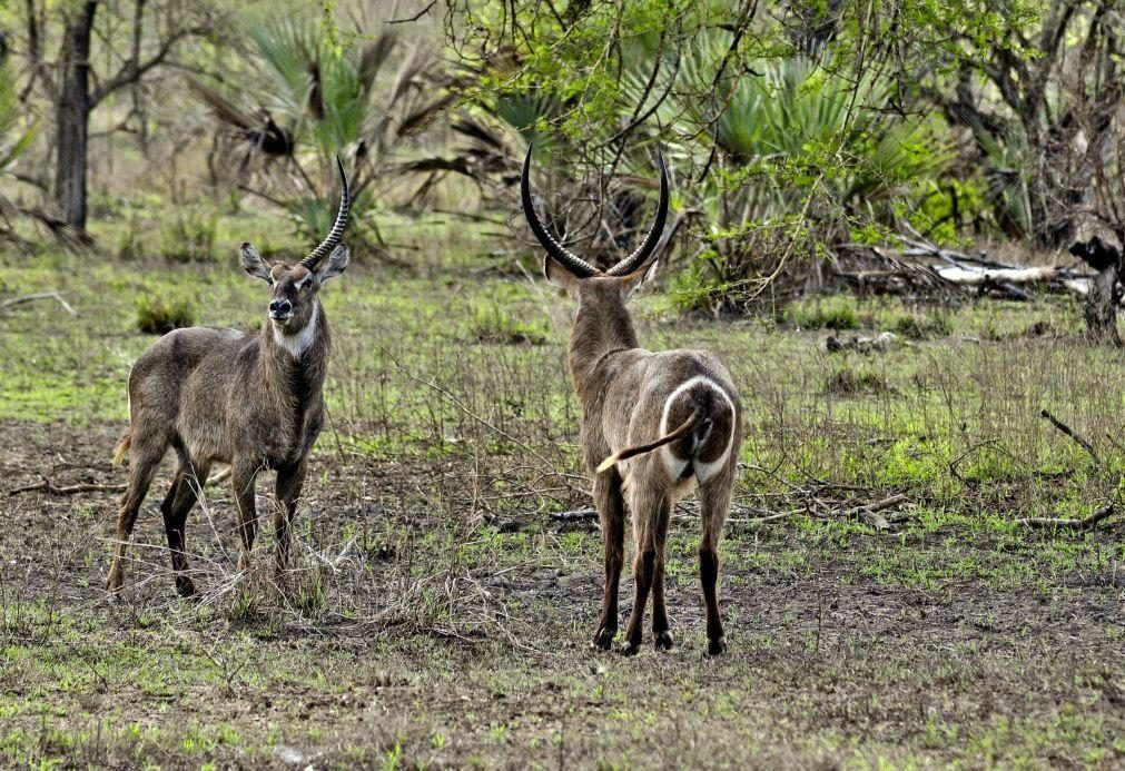 Gorongosa documenta mais de 110 mil animais de 