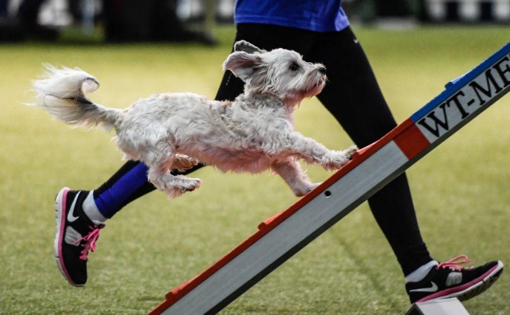 Milhares de concorrentes de 48 países esperados em Abrantes nos mundiais de Agility