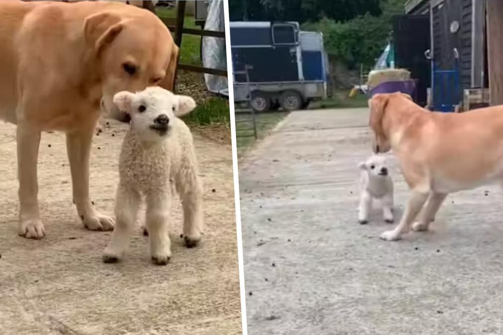 Labrador adota ovelha órfã prematura depois de a mãe morrer no parto