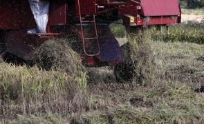 Produtores de arroz apontam perdas de 30 ME e pedem aos deputados soluções