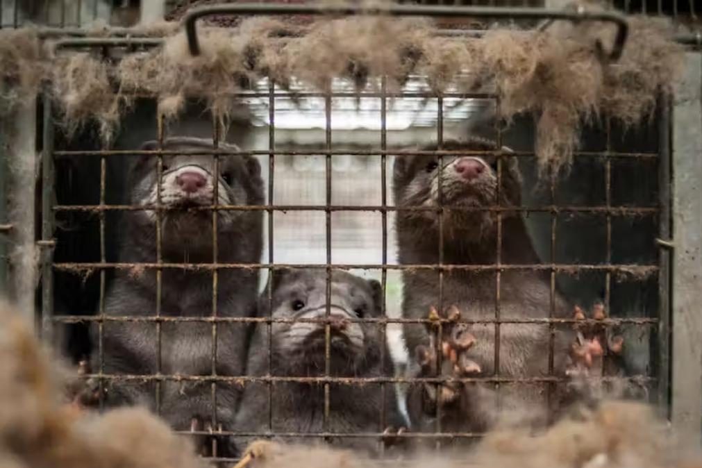 Noruega põe fim à crueldade com lei que proíbe criação de animais para peles