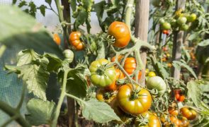 Cientistas descobrem genes que permitem cultivar tomates e beringelas maiores