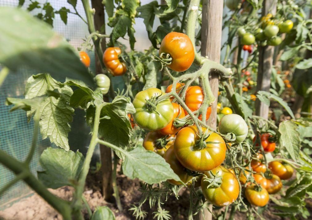 Cientistas descobrem genes que permitem cultivar tomates e beringelas maiores