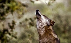 Comissão Europeia reduz estatuto de proteção dos lobos na UE