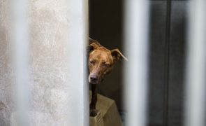 PSP deteve 326 pessoas por crimes ambientais e maus-tratos de animais nos últimos três anos