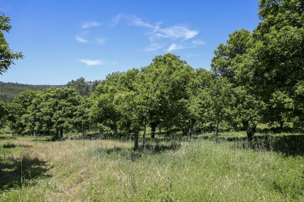 Segurança de aldeias em territórios florestais reforçada com  2,1 ME