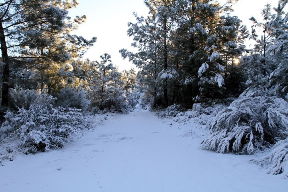 Queda de neve acima dos 800 metros coloca cinco distritos sob aviso amarelo