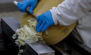 Cooperativas preocupadas com impacto das tarifas dos EUA para queijo de São Jorge