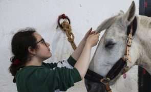 Cavalos ajudam estudantes do Politécnico de Coimbra a desacelerar e a gerir stress