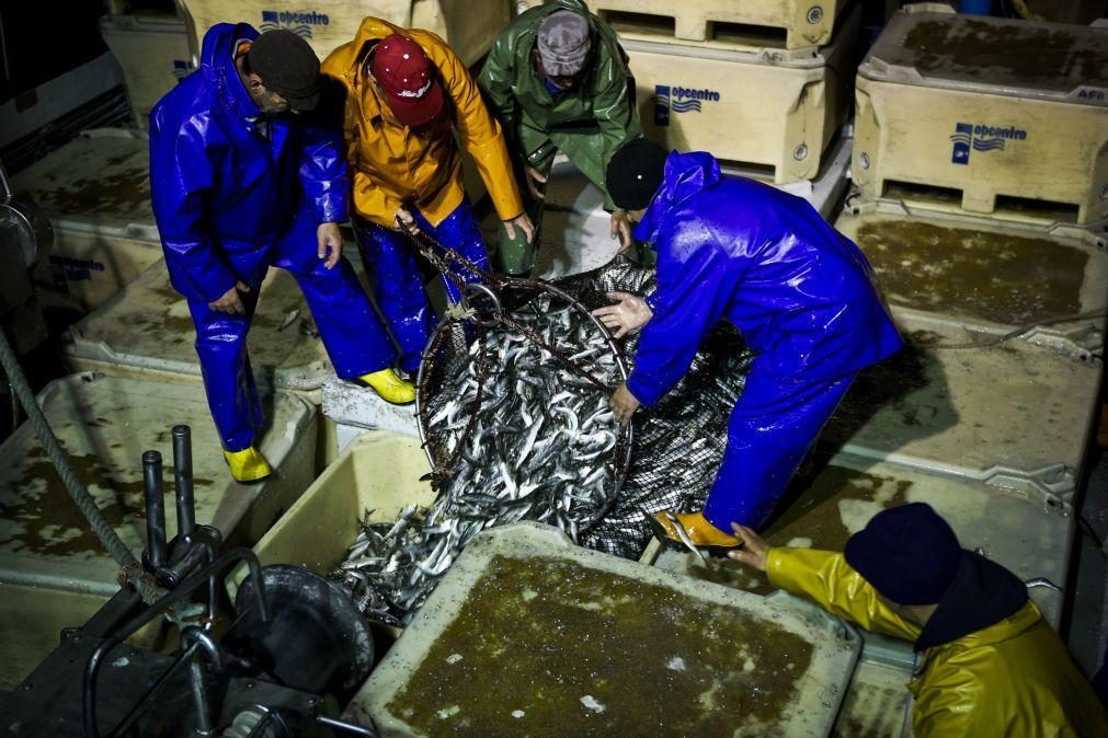 Selo azul na pesca da sardinha deve chegar a Portugal no verão