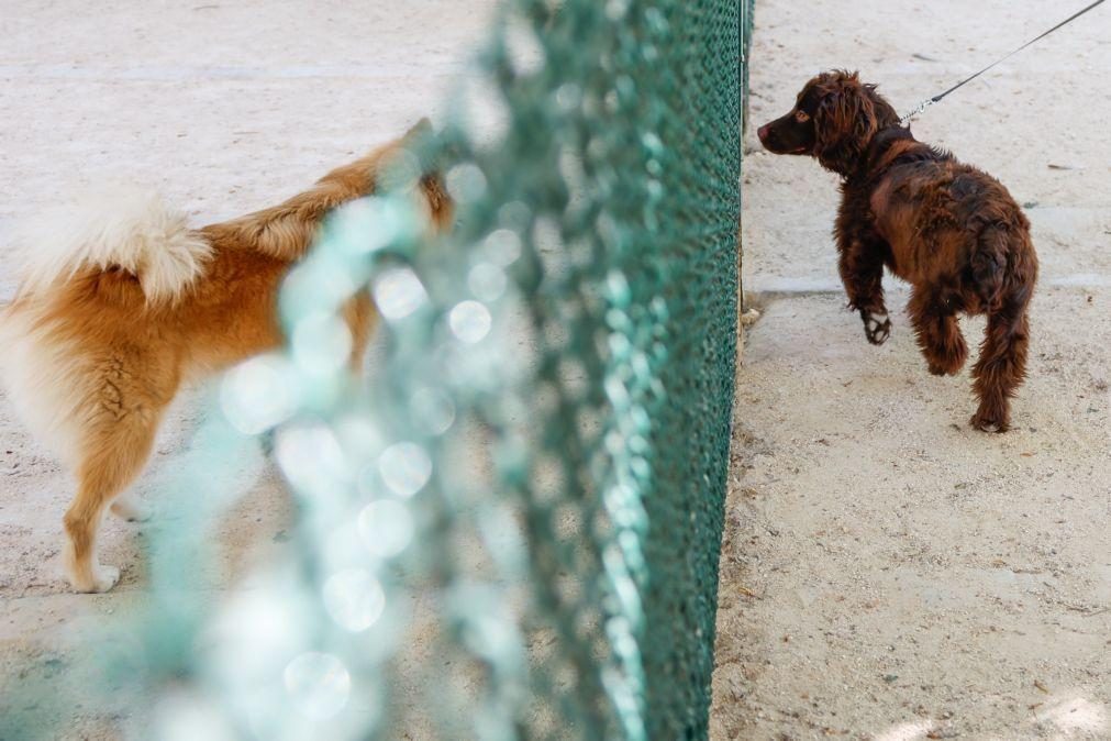 Vários arguidos em operação da GNR por exportação de cães para o estrangeiro