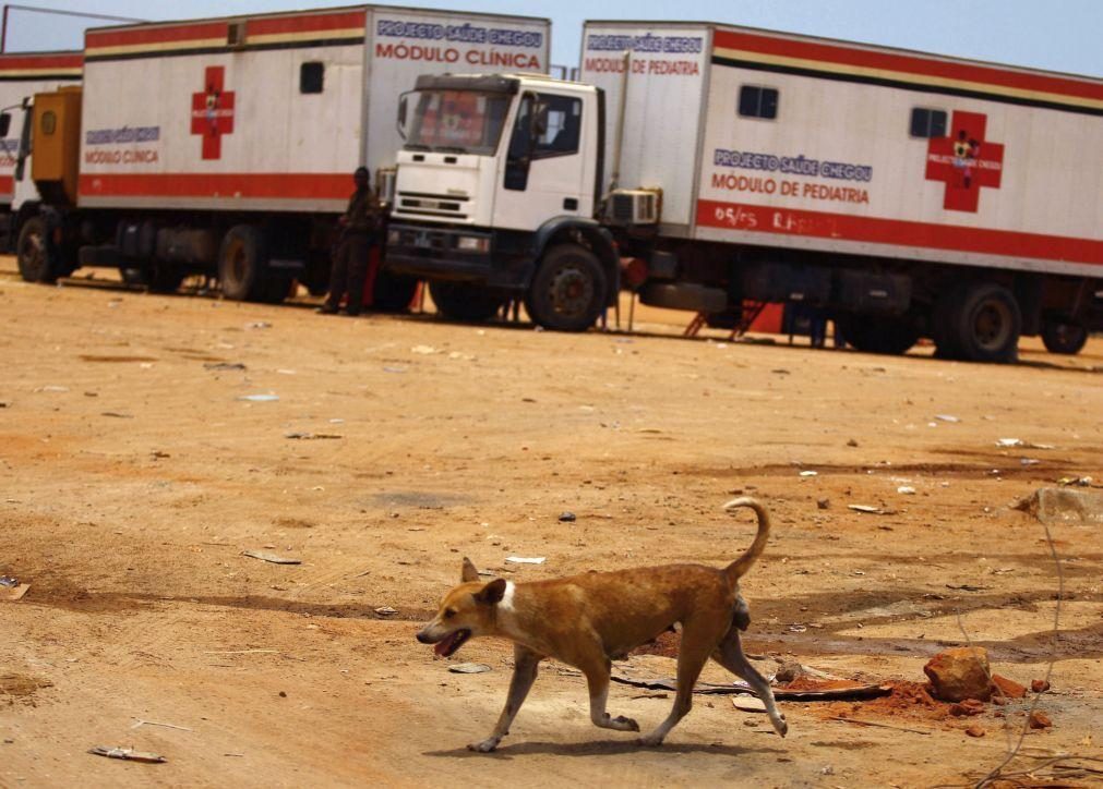 Raiva matou 171 pessoas em Angola em 2024