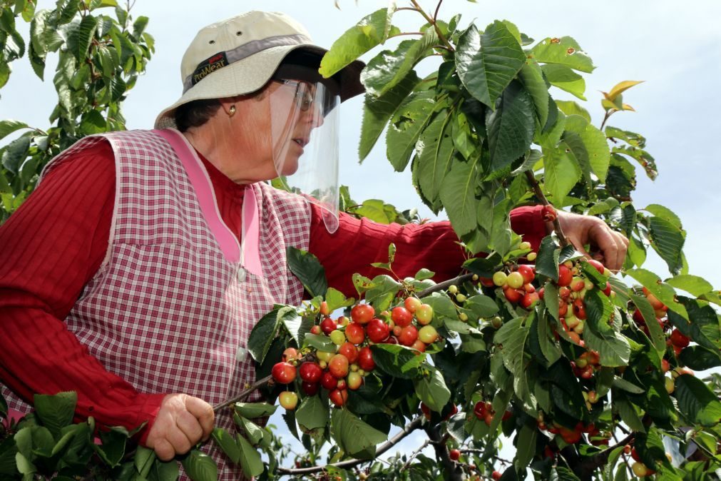 Cereja do Fundão tem qualidade e está atrasada duas semanas