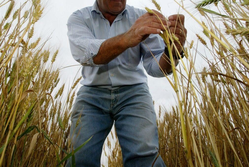 Brasil prevê colheita recorde de cereais em 2025