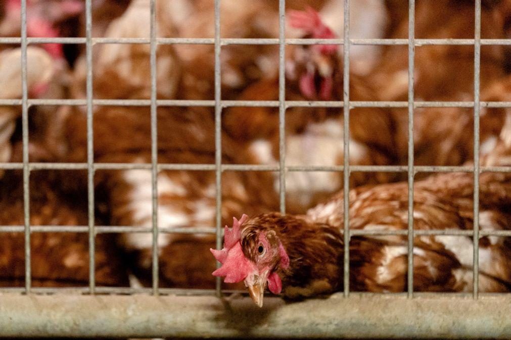 Brasil confirma um caso de gripe aviária de 'alta patogenicidade'