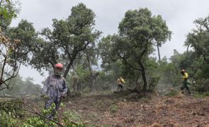 Governo investe 21,9 milhões no apoio a florestas